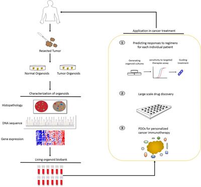 Frontiers | Patient-Derived Organoids In Precision Medicine: Drug ...